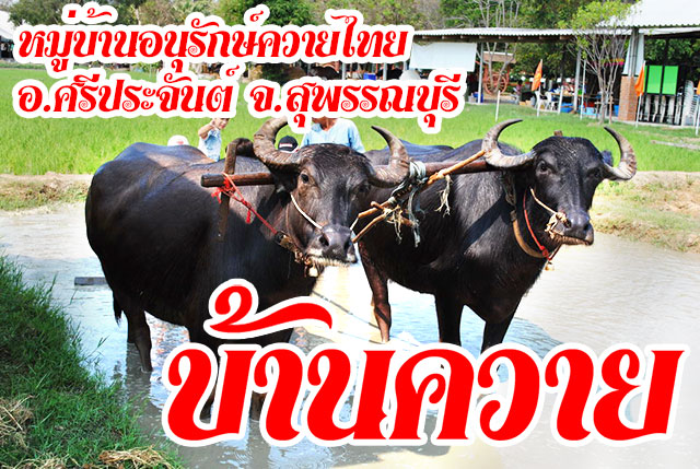 บ้านควาย หมู่บ้านอนุรักษ์ควายไทย ศรีประจันต์ สุพรรณบุรี