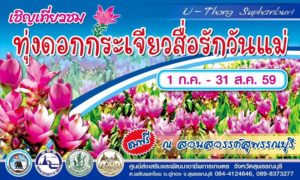 เทศกาล ทุ่งดอกกระเจียว สื่อรักวันแม่ อู่ทอง สุพรรณบุรี 2559